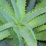 Aloe with honey for ulcers