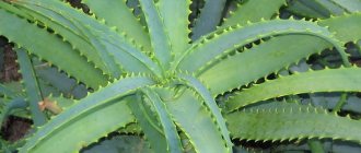 Aloe with honey for ulcers