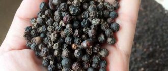 Black peppercorns for diarrhea: mechanism of action, contraindications, reviews - tips and recommendations about health on AllMedNews.ru