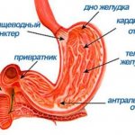 Where is the antrum of the stomach located?