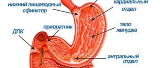 Где находится антральный отдел желудка