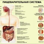 Brief description of how digestion occurs in the stomach. The process of digestion in the human body: by time 