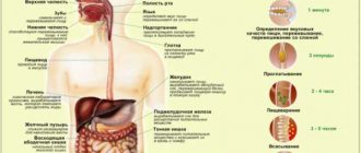 Brief description of how digestion occurs in the stomach. The process of digestion in the human body: by time 