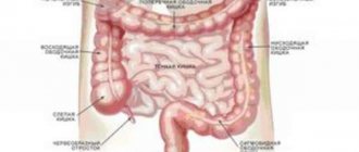 How long is the large intestine in an adult?