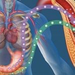 Clinical manifestations and consequences of hyperfunction and hypofunction of the pancreas