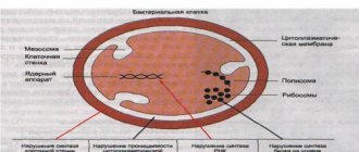 Mechanism of action of antibiotics