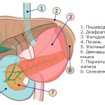 Abdominal organs