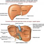 Human liver