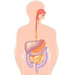пищеварительная система