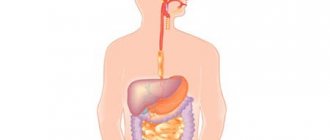 digestive system