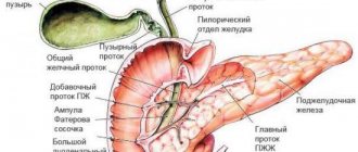 pancreas