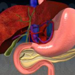 With the Mayo-Robson symptom, pain is felt at a point located in the pancreas itself