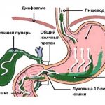 Строение пищеварительной системы