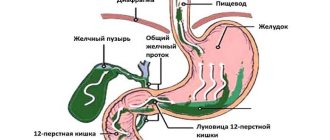 The structure of the digestive system