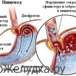 Строение пищевода