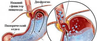 Structure of the esophagus