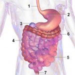 Structure of internal organs