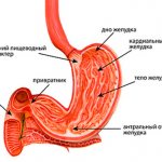 structure of the stomach