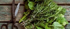 Herbs for the liver and pancreas