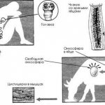 Bull tapeworm eggs