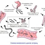 Life cycle of pinworms